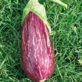 Aubergine Rania F1 (jonge planten - geënt)