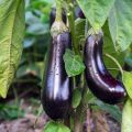 Aubergine de Barbentane BIO (zaad)