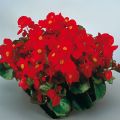 Begonia semperflorens Super Olympia Rood - Waterbegonia