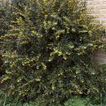 Berberis julianae - Zuurbes