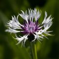 Centaurea montana Purple Heart - Bergkorenbloem
