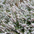 Erica Springwood White - Winterheide