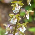 Calanthe  Olive Green - Tuinorchidee