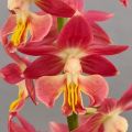 Calanthe  Red Sunset - Tuinorchidee