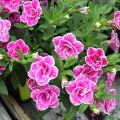 Calibrachoa Superbells Sweet Love - Mini petunia