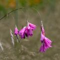 Dierama pulcherrimum - Engelenhengel