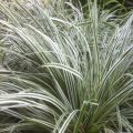 Carex oshimensis Everest - Japanse zegge