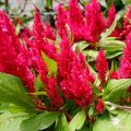 Hanekam Kelos Fire Rood in plantgoed - Celosia cristata