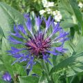 Centaurea montana Coerulea - Bergkorenbloem