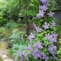 Clematis Prince Charles - Italiaanse clematis