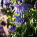 Clematis macropetala - Kleinbloemige clematis