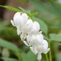 Dicentra spectabilis Alba - Gebroken hartje