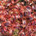 Coprosma Fire Burst - Spiegelplant