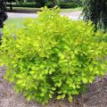 Cotinus coggygria Golden Lady - Pruikenboom