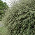 Cotoneaster franchetii - Dwergmispel