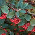 Cotoneaster lacteus - Dwergmispel
