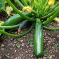 Courgette Kimber F1 (jonge planten - geënt)