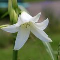 Crinum powellii Wit - Haaklelie