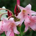 Crinum powellii Rosea - Haaklelie roze