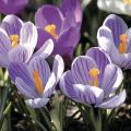 Crocus vernus Pickwick - Hollandse krokus