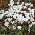 Cyclamen hederifolium Wit - Naaldcyclaam