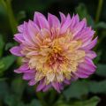 Dahlia Garden show - Anemoondahlia