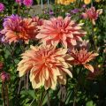 Dahlia Babylon Bronze - decoratieve dahlia