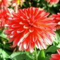Dahlia Fluorescent Glow - dwergdahlia