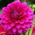 Dahlia Berner Oberland - waterleliedahlia