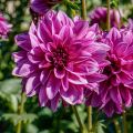 Dahlia Blue Bell - decoratieve dahlia