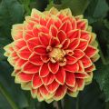 Dahlia Maxime - decoratieve dahlia