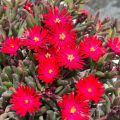 Delosperma Desert Dancers Rood - Ijsbloem