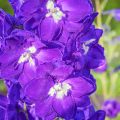 Delphinium Pacific King Arthur - Ridderspoor