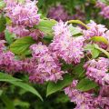 Deutzia Tourbillon Rouge - Bruidsbloem