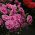 Dianthus Scent First Tickled Pink - Steenanjer