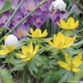 Eranthis cilicica - Winterakoniet