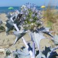 Eryngium maritimum - Blauwe zeedistel
