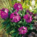 Erysimum Winter Joy – Muurbloem