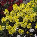 Erysimum Winter Light – Muurbloem