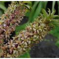 Eucomis pole-evansii - Kuiflelie