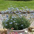 Felicia amelloides Forever Blue - Blauwe margriet