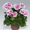Pelargonium Flowerfairy White Splash - Zonale geranium