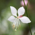 Gaura lindheimeri Steffi Wit - Prachtkaars
