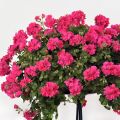 Pelargonium Rocky - Hanggeranium dubbel