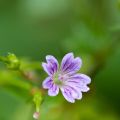 Geranium nodosum - Ooievaarsbek