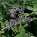 Geranium nodosum Clos du Coudray - Ooievaarsbek