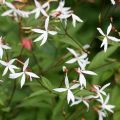 Gillenia trifoliata - Driebladige braakwortelspirea