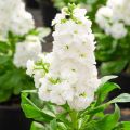 Matthiola incana Heritage Wit (zaad) - Zomerviolier