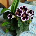 Gloxinia Kaiser Wilhelm - Kamergloxinia