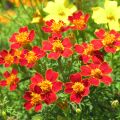 Citroenafrikaantje Paprika (zaad) - Tagetes tenuifolia